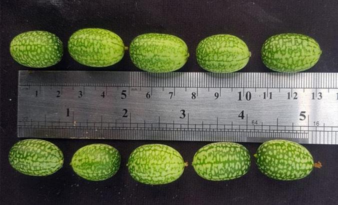 'Baby karpuz' sadece 5 gram