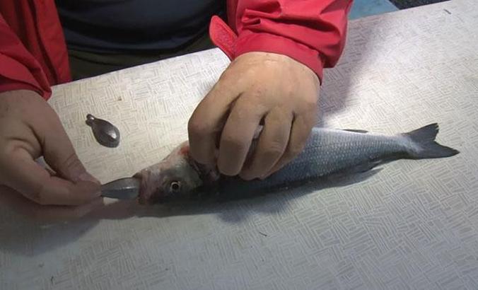 Balıkta boya ve ağırlık hilesi