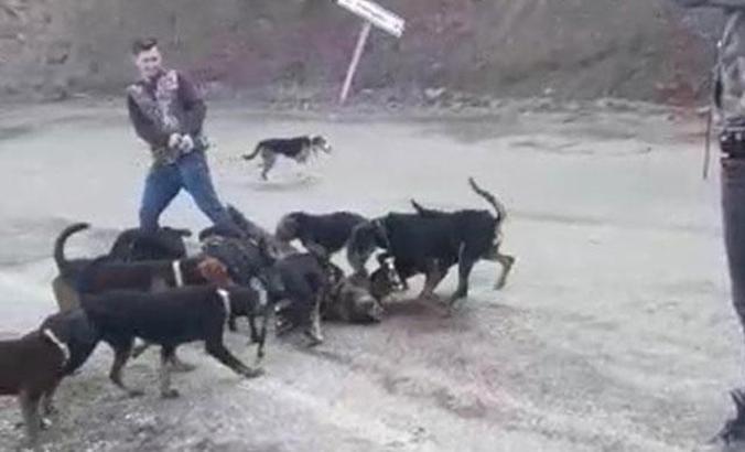 Avcılar vurarak yaraladıkları yavru domuzu, köpeklere parçalattı