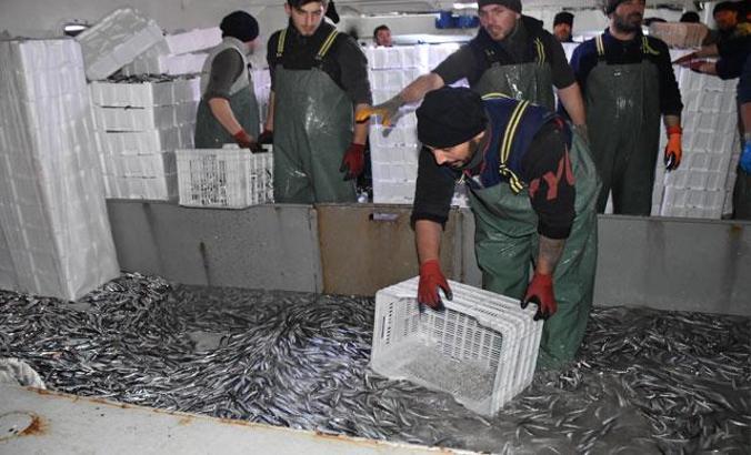 Balıkçılar, hamsi avının serbest olduğu İğneada'ya akın etti