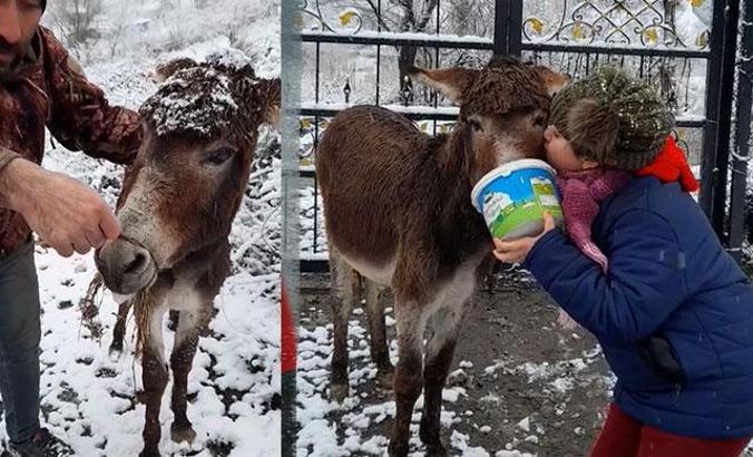 Ağzı çelik tel ile bağlı eşek kurtarıldı