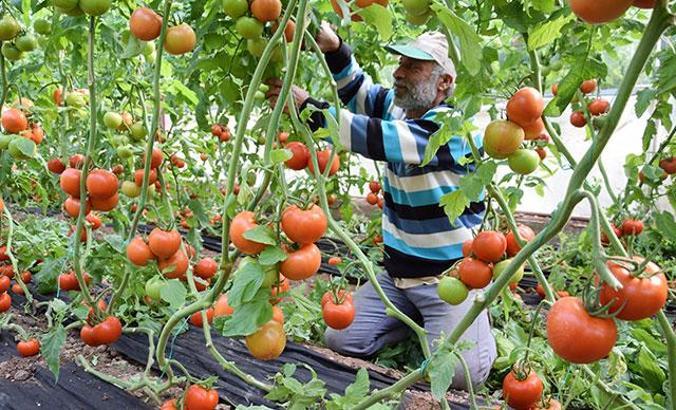 Tarladan sofraya artan fiyatlara üreticiden 'aracılar kazanıyor' tepkisi