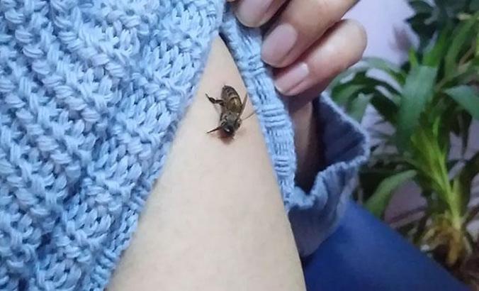 Koronavirüse iyi geldiğini öne sürüp, kendilerini bal arılarına ısırtıyorlar
