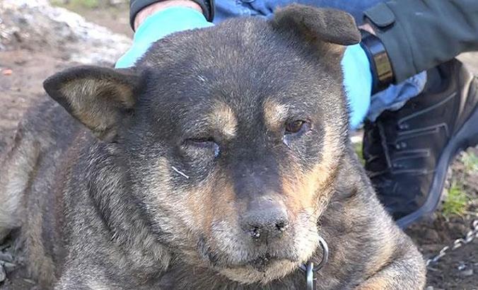 Bahçesine giren komşusunun köpeğini sopayla vurarak öldürdü