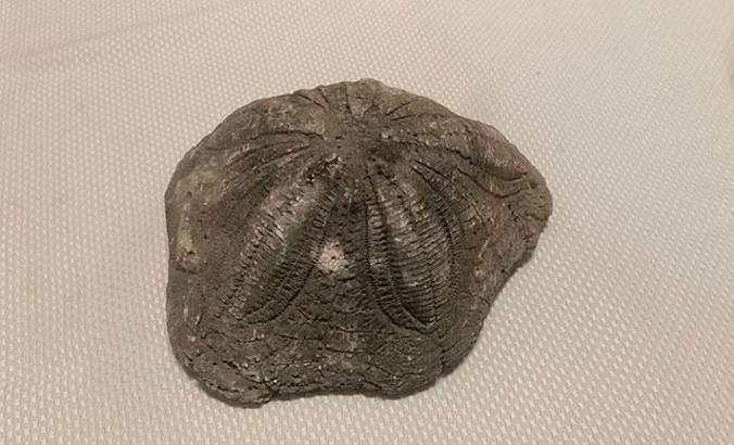 Çanakkale'de 6 deniz yıldızı fosili ele geçirildi