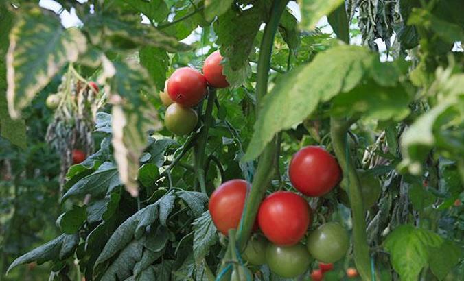 Domatesin fiyatı, 10 kilometrede 3 kat arttı