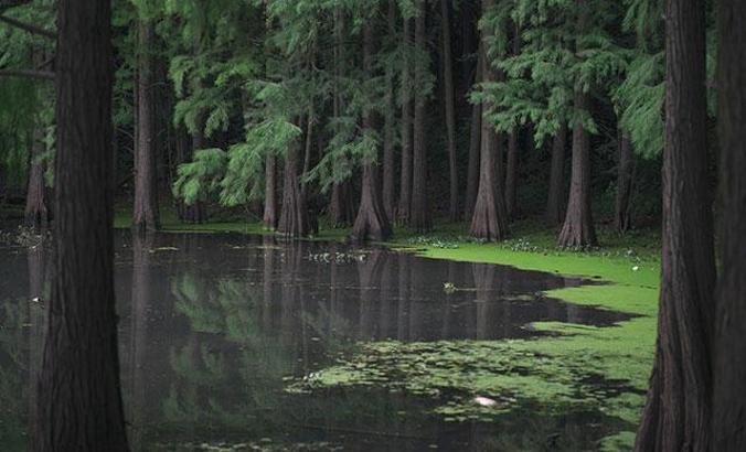 Taylandlı bilim insanları kelliğe çare olabilecek bir öz keşfetti