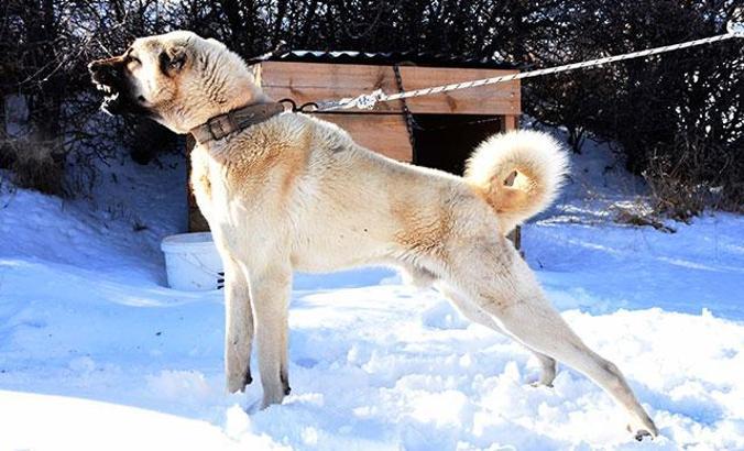 Sürü sahiplerine kurtlara karşı '3 Kangal köpeği' önerisi