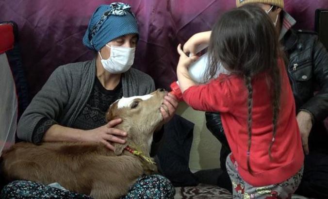 Erken doğan 'yaşamaz' denilen buzağıyı beşiğe yatırıp, biberonla besliyor