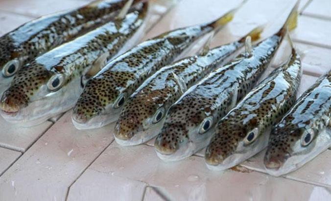 Kaş'ta balon balığı zehirlenmesi iddiası, Sağlık Bakanlığı inceleme başlattı