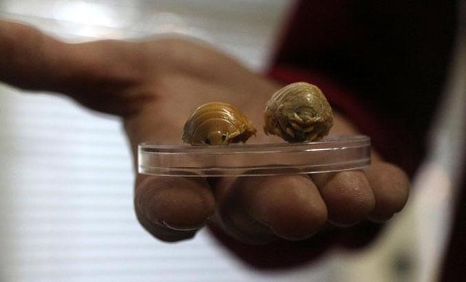 Türkiye sularında 24 çeşit balık paraziti tespit edildi; çiftlik balıklarını boğarak öldürüyorlar