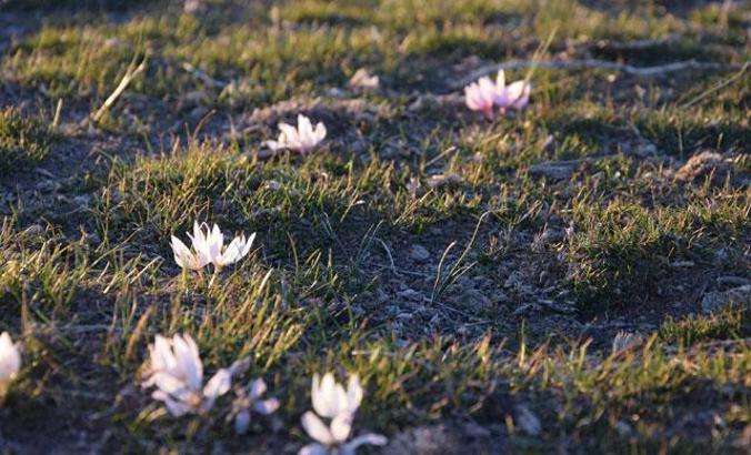 İbn-i Sina'nın ilacının kaynağı, 'baharın müjdecisi' acı çiğdem çiçeği erken açtı