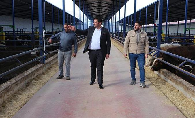Çiftliğinde, Avrupa standartlarında büyükbaş yetiştiriyor