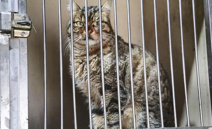 Sokak kedilerinde ölümcül ve bulaşıcı salgın tehlikesi