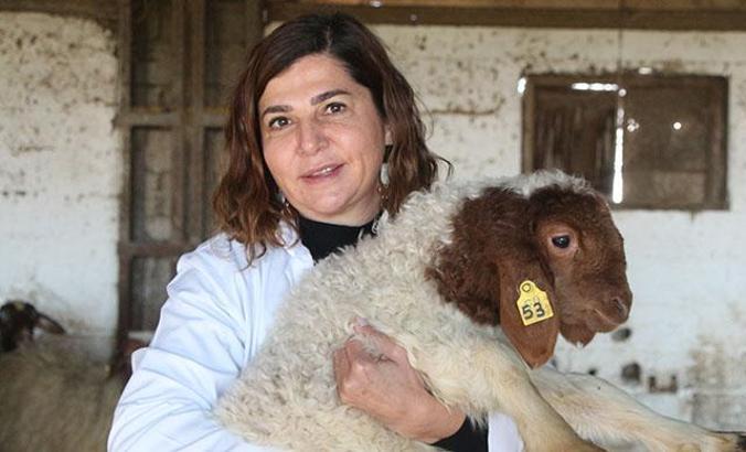 Prof. Dr. Koluman: Anadolu koyunları koronasavar