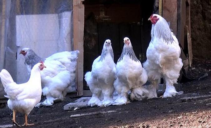 Süs tavuğu hobisi kazanca dönüştü