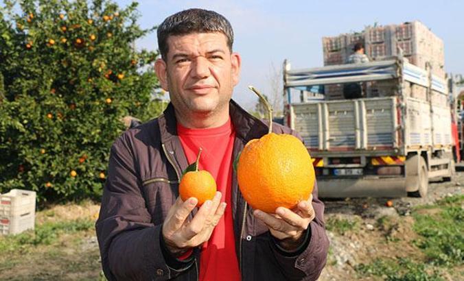 Adana'da 1 kilo 260 gramlık dev portakal görenleri şaşırttı