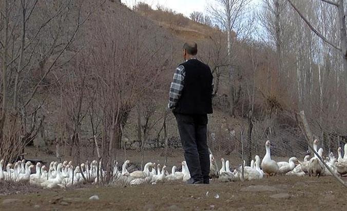 'Yapamazsın' dediler, kurduğu kaz çiftliğinde taleplere yetişemiyor
