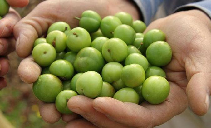 Sezonun ilk erik hasadı yapıldı; kilosu 500 TL’den satıldı