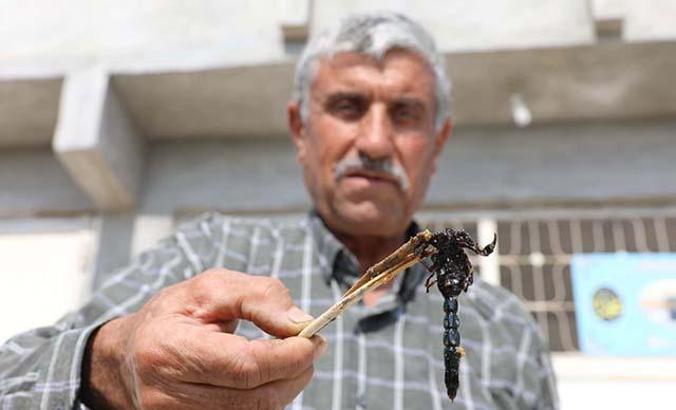 21 yıldır akrep topluyor