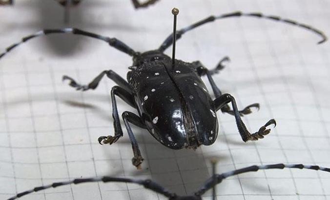 İstanbul'un ağaçlarında teke böceği tehlikesi... 2 ayda 180 ağaç kesildi