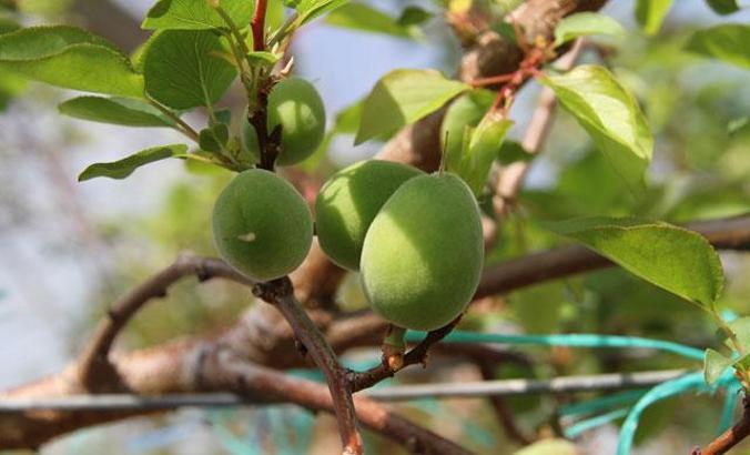 Daha önce yere dökülüyordu, şimdi kilosu 100 TL'den satılıyor