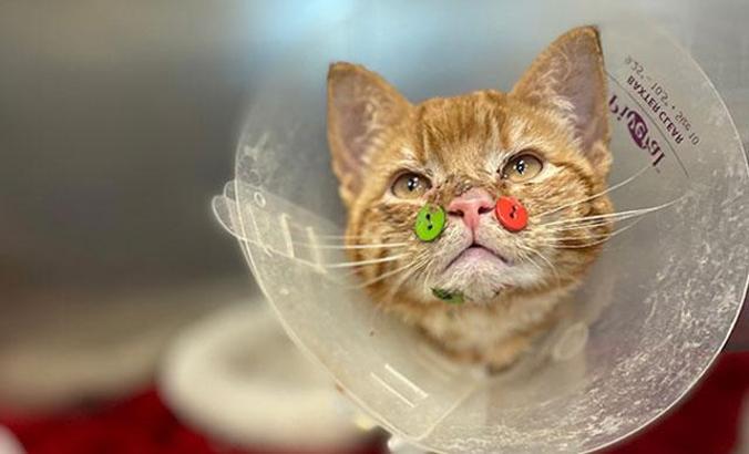 ABD'de yüzü parçalanmış kedi düğmelerle tedavi edildi