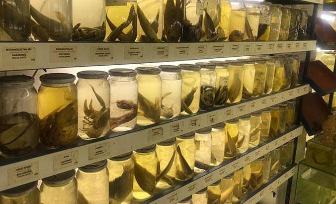 İstanbul'un gizli kalmış ''balık müzesi''... 52 yıl önce tutulmuş balık bile yer alıyor