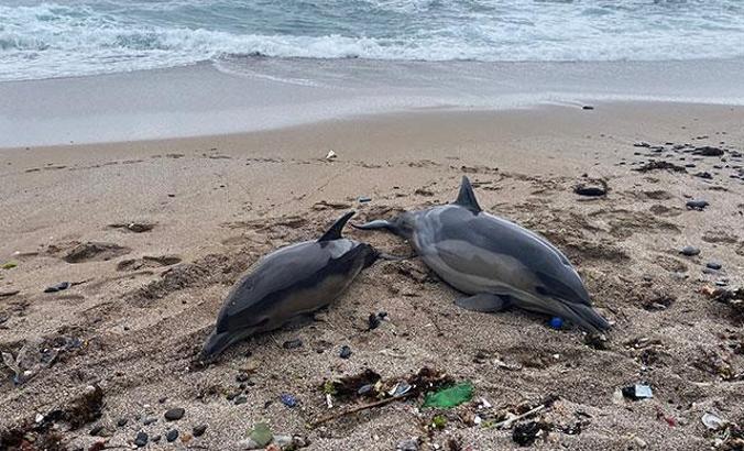 Beykoz Riva'da iki ölü yunus karaya vurdu