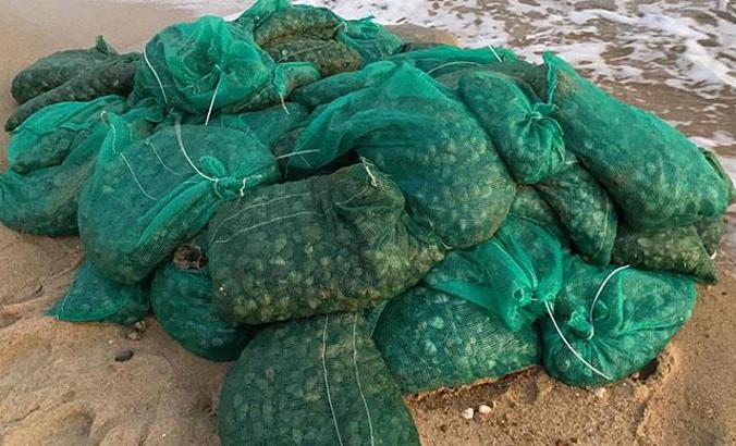 Yunanistan'a götürülmek istenilen 1 ton midye ele geçirildi