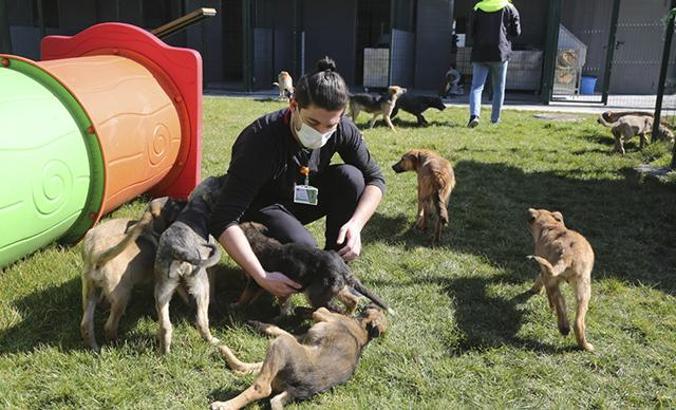 Küçükçekmece’de sokak hayvanlarına özel tam donanımlı hastane