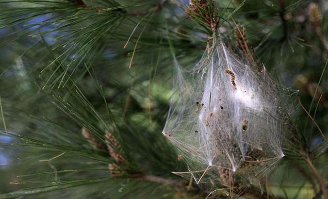'Çam kese tırtılı hastanelik edebilir'