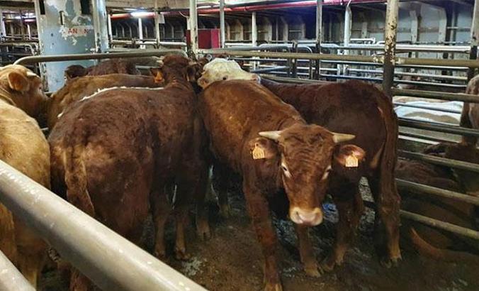 Türkiye'nin hastalık nedeniyle reddettiği büyükbaş hayvanlar, geri getirildiği İspanya'da itlaf edilecek