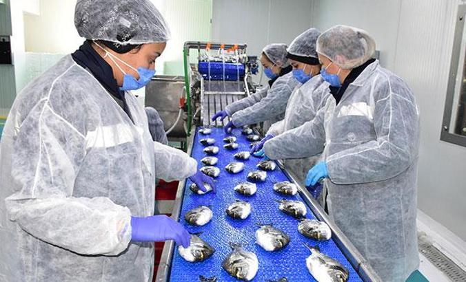 Avrupa pandemide Türkiye'den balık yedi