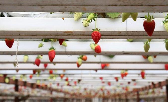 Havada yetişen çilek, birbirine temas etmeden sofralara ulaşıyor