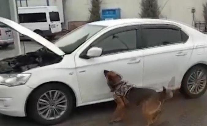 Narkotik köpeğinin koku almaması için uyuşturucu sakladıkları bölgeye benzin dökmüşler