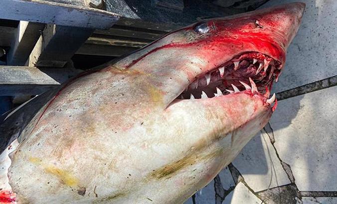 Antalya'da köpek balığı ölüsü sahile vurdu