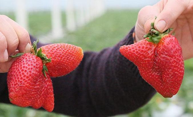 Sıcaklık farkı, çileğin şeklini bozdu
