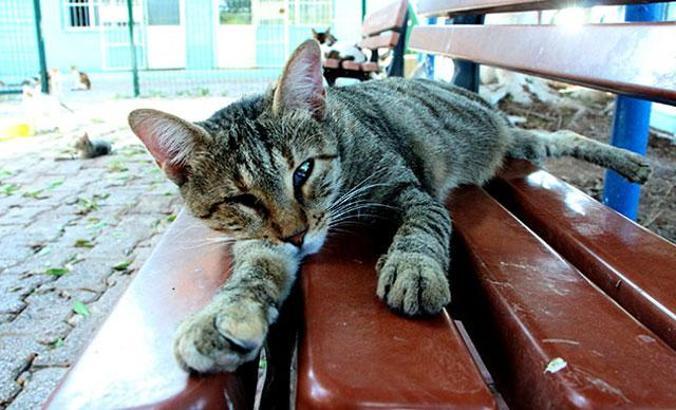 Evcil hayvanlarda obezite riski; hareket ve beslenmeye dikkat