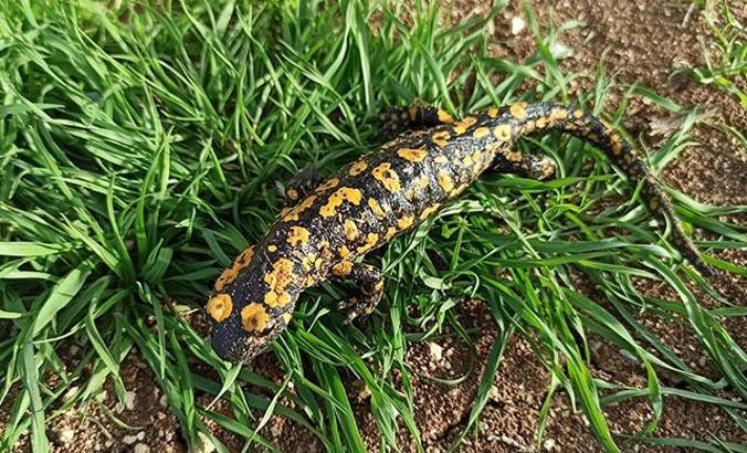 Batman'da, benekli Anadolu semenderi görüldü