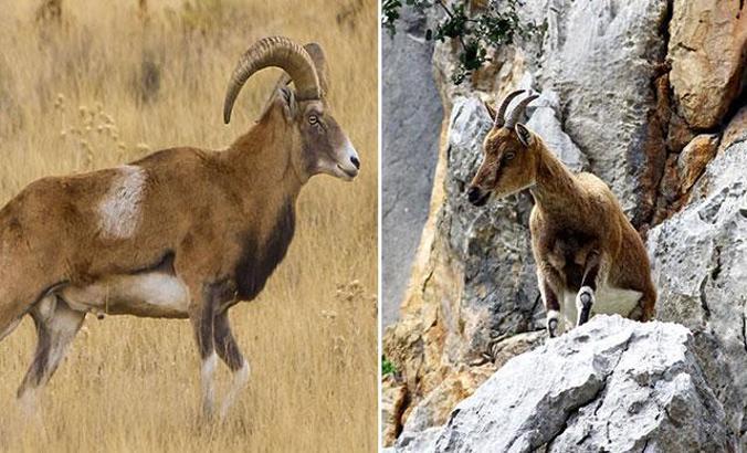 Yaban koyunu vurana 267, yaban keçisi vurana 60 bin lira ceza