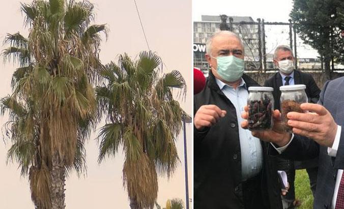 İstanbul'da palmiyeler için 'kırmızı' tehlike