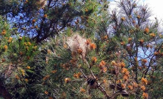 Çam kese böcekleri zehir saçıyor... Alerjik bünyeliler dikkat!