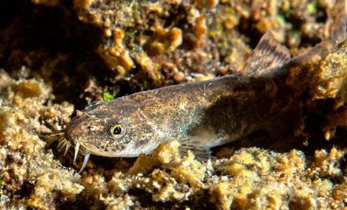 Van'ın ikinci balık türü tescillendi... Van Gölü küçük mercan balığı