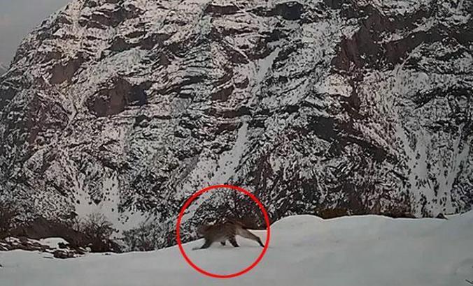 Kırmızı listedeki vaşak, jandarmanın foto kapanına takıldı