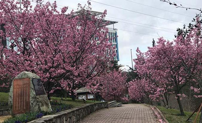 İstanbul'da sakura zamanı