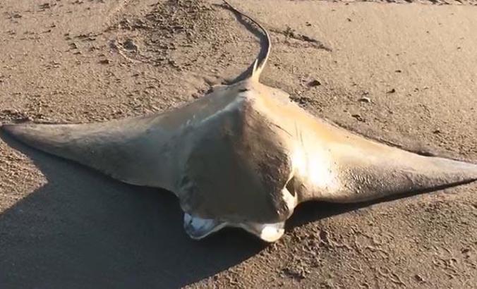 Kıyıya vuran 'mandabaş vatozu' denize bırakıp yaşamasını sağladı