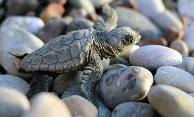 Caretta carettaların yuvadan çıkış süresi, iklim değişikliği nedeniyle 47 güne düştü