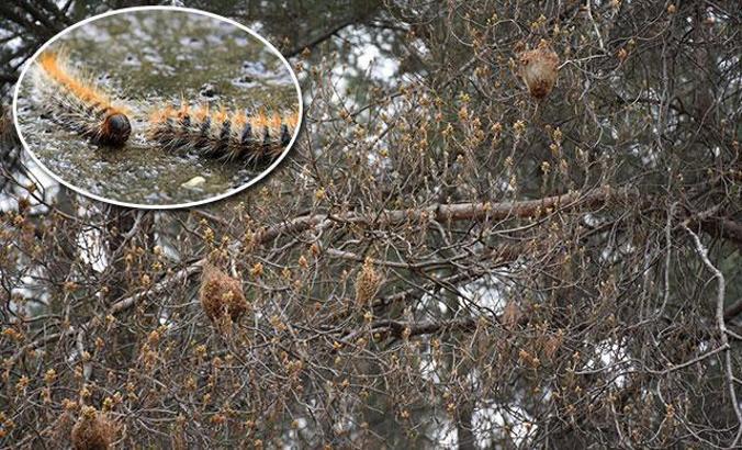 Kızılçam ormanları çam kese böcekleri tehdidi altında
