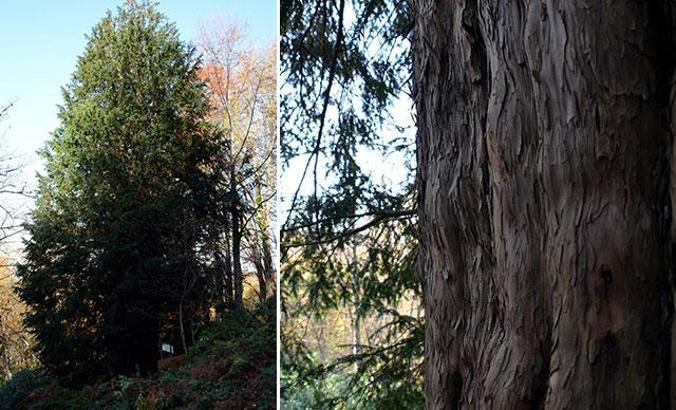 4 bin 117 yaşındaki dünyanın en yaşlı porsuk ağacı, bakanlığın 'Anıt Ağaçlar' kitabında